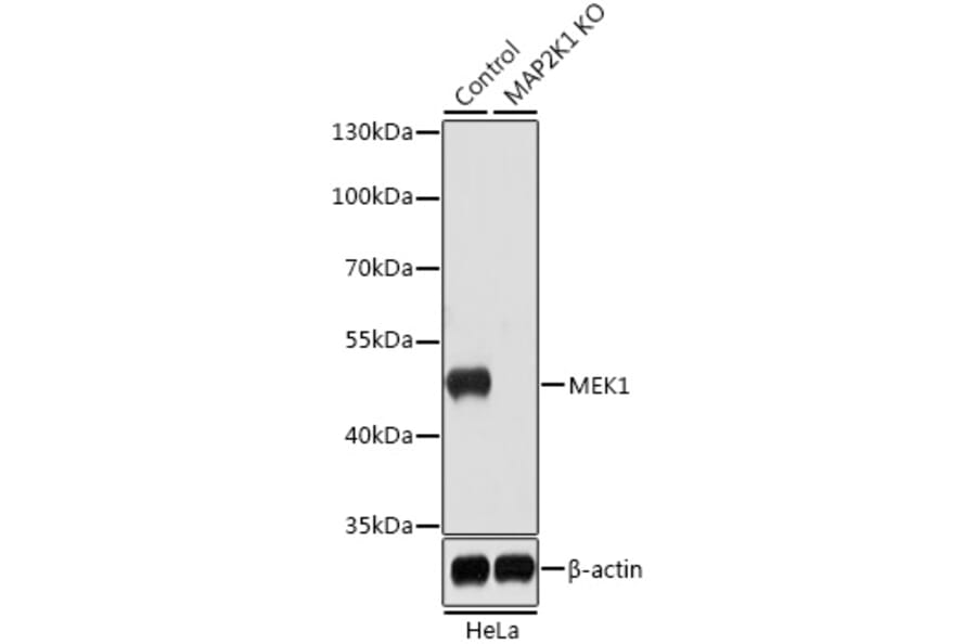 Western Blot - Anti-MEK1 Antibody (A92940) - Antibodies.com