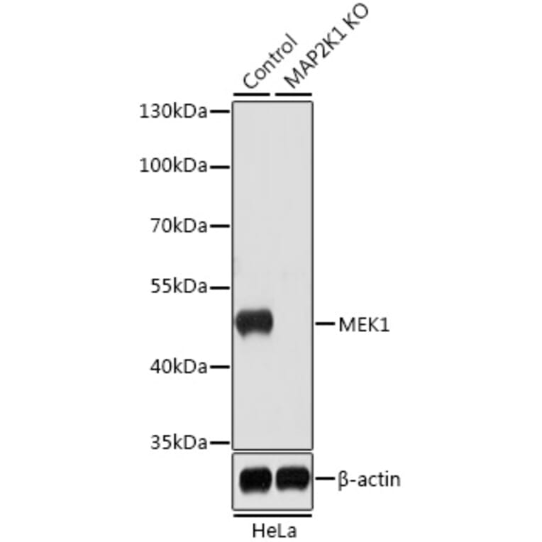 Western Blot - Anti-MEK1 Antibody (A92940) - Antibodies.com