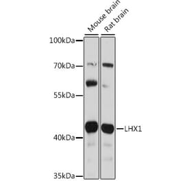 Western Blot - Anti-LIM1 Antibody (A92941) - Antibodies.com