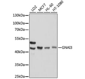 Western Blot - Anti-GNAI3 Antibody (A92943) - Antibodies.com