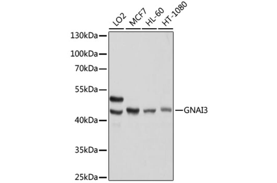 Western Blot - Anti-GNAI3 Antibody (A92943) - Antibodies.com