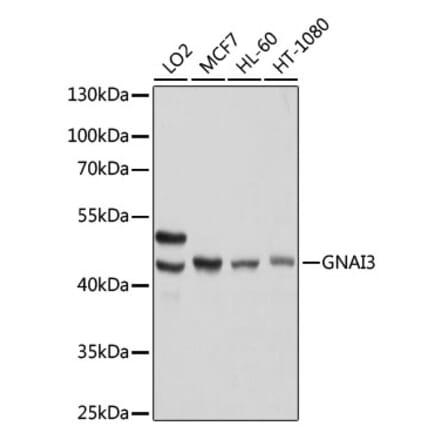 Western Blot - Anti-GNAI3 Antibody (A92943) - Antibodies.com