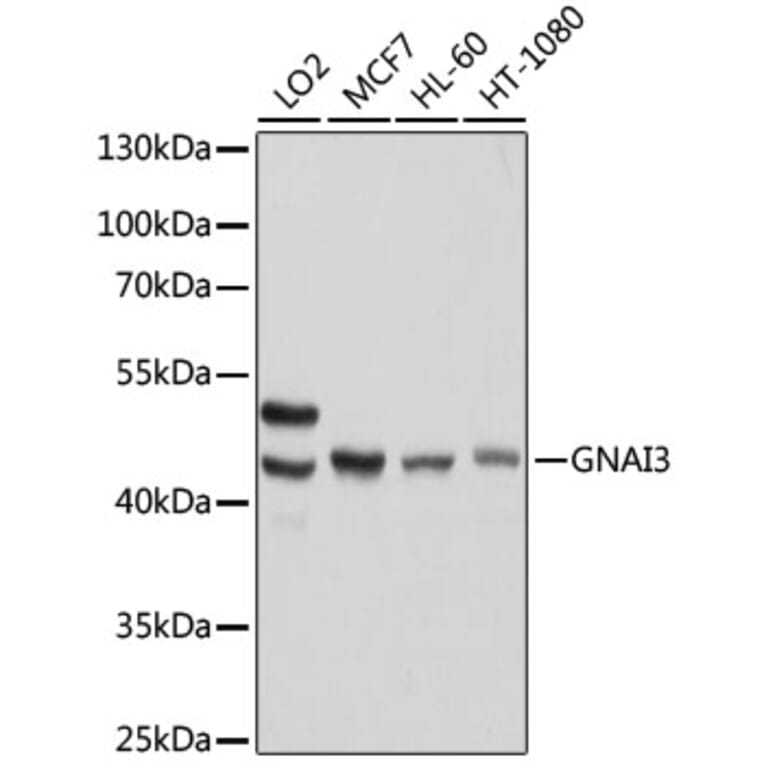 Western Blot - Anti-GNAI3 Antibody (A92943) - Antibodies.com