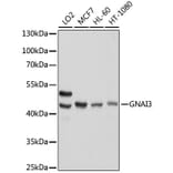 Western Blot - Anti-GNAI3 Antibody (A92943) - Antibodies.com