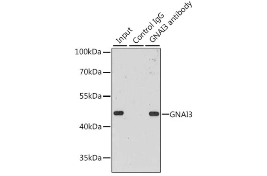 Western Blot - Anti-GNAI3 Antibody (A92943) - Antibodies.com