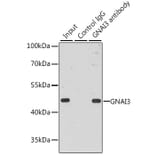 Western Blot - Anti-GNAI3 Antibody (A92943) - Antibodies.com