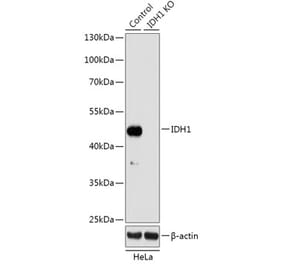 Western Blot - Anti-IDH1 Antibody (A92944) - Antibodies.com