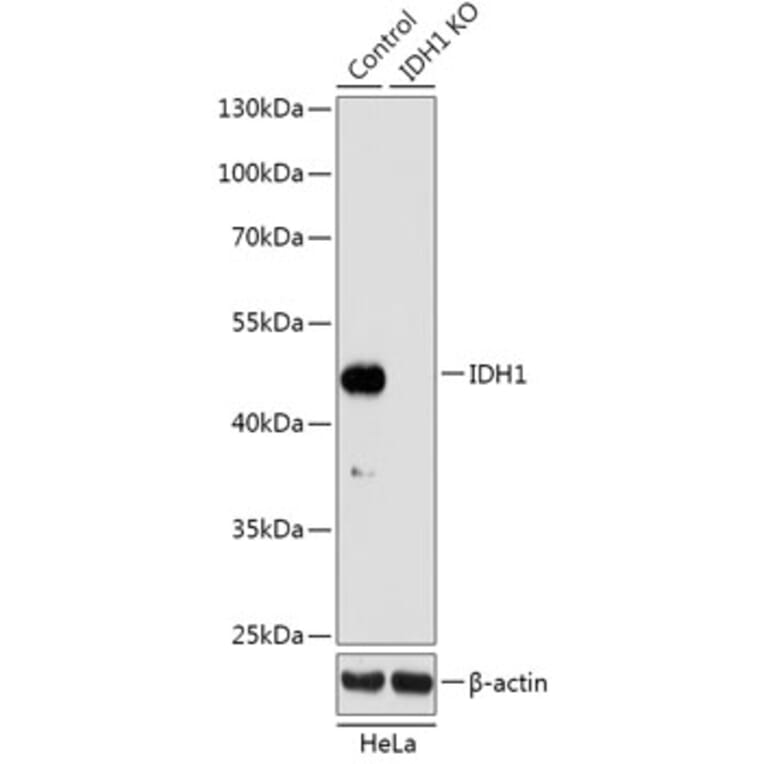 Western Blot - Anti-IDH1 Antibody (A92944) - Antibodies.com