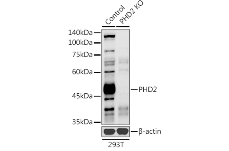 Western Blot - Anti-PHD2/prolyl hydroxylase Antibody (A92945) - Antibodies.com