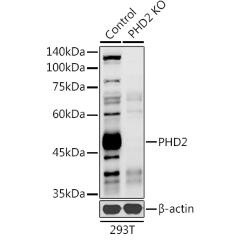 Western Blot - Anti-PHD2/prolyl hydroxylase Antibody (A92945) - Antibodies.com