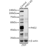 Western Blot - Anti-PHD2/prolyl hydroxylase Antibody (A92945) - Antibodies.com