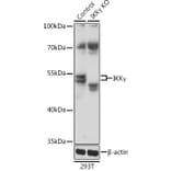 Western Blot - Anti-IKK gamma/NEMO Antibody (A92948) - Antibodies.com