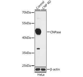 Western Blot - Anti-CNPase Antibody (A92949) - Antibodies.com