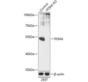 Western Blot - Anti-PDIA6 Antibody (A92951) - Antibodies.com