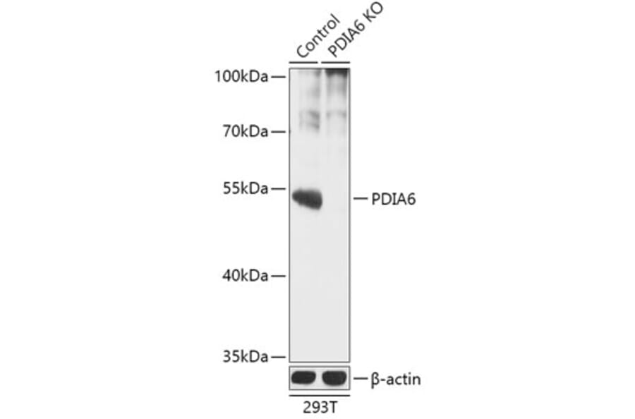 Western Blot - Anti-PDIA6 Antibody (A92951) - Antibodies.com