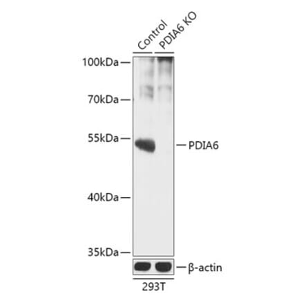 Western Blot - Anti-PDIA6 Antibody (A92951) - Antibodies.com