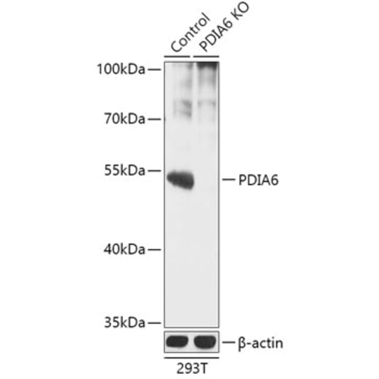Western Blot - Anti-PDIA6 Antibody (A92951) - Antibodies.com