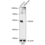 Western Blot - Anti-PDIA6 Antibody (A92951) - Antibodies.com