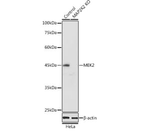 Western Blot - Anti-MEK2 Antibody (A92954) - Antibodies.com