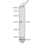 Western Blot - Anti-MEK2 Antibody (A92954) - Antibodies.com