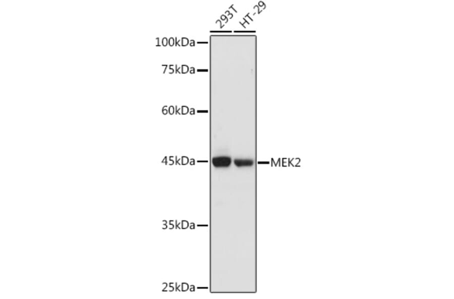 Western Blot - Anti-MEK2 Antibody (A92954) - Antibodies.com