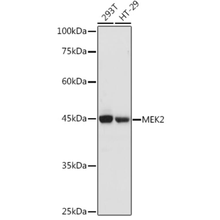 Western Blot - Anti-MEK2 Antibody (A92954) - Antibodies.com