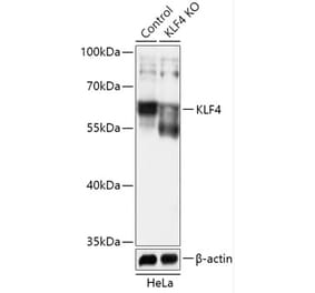 Western Blot - Anti-KLF4 Antibody (A92956) - Antibodies.com