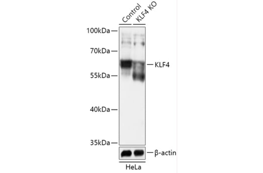 Western Blot - Anti-KLF4 Antibody (A92956) - Antibodies.com