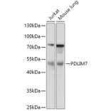 Western Blot - Anti-PDLIM7 Antibody (A92958) - Antibodies.com
