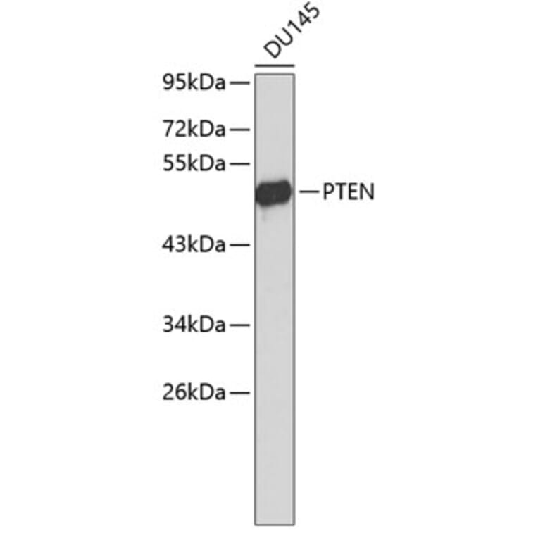 Western Blot - Anti-PTEN Antibody (A6261) - Antibodies.com
