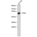 Western Blot - Anti-PTEN Antibody (A6261) - Antibodies.com