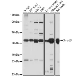 Western Blot - Anti-Smad3 Antibody (A92961) - Antibodies.com