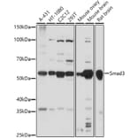 Western Blot - Anti-Smad3 Antibody (A92961) - Antibodies.com