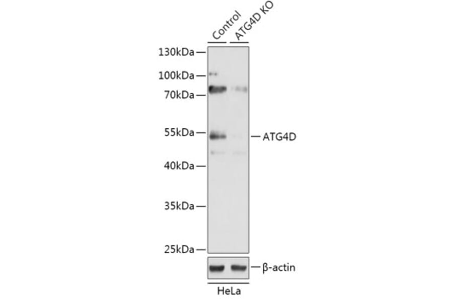 Western Blot - Anti-ATG4D Antibody (A92963) - Antibodies.com
