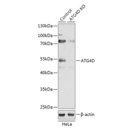 Western Blot - Anti-ATG4D Antibody (A92963) - Antibodies.com