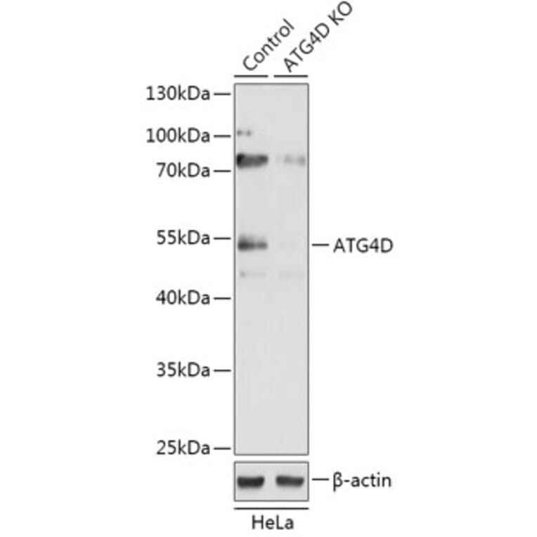 Western Blot - Anti-ATG4D Antibody (A92963) - Antibodies.com
