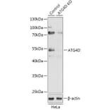 Western Blot - Anti-ATG4D Antibody (A92963) - Antibodies.com