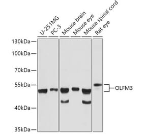 Western Blot - Anti-OLFM3 Antibody (A92965) - Antibodies.com