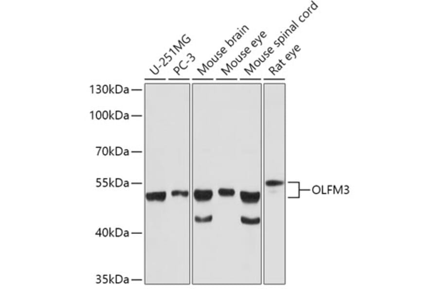Western Blot - Anti-OLFM3 Antibody (A92965) - Antibodies.com