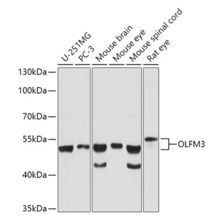 Western Blot - Anti-OLFM3 Antibody (A92965) - Antibodies.com