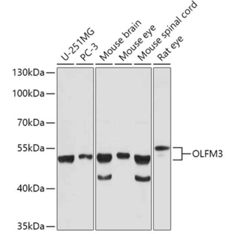 Western Blot - Anti-OLFM3 Antibody (A92965) - Antibodies.com