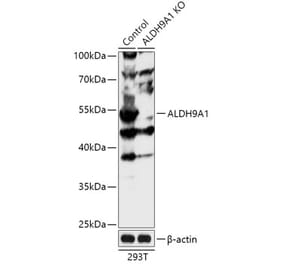 Western Blot - Anti-ALDH9A1 Antibody (A92966) - Antibodies.com