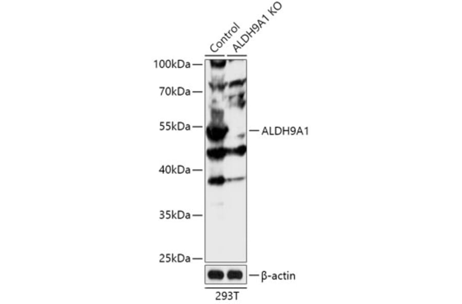 Western Blot - Anti-ALDH9A1 Antibody (A92966) - Antibodies.com