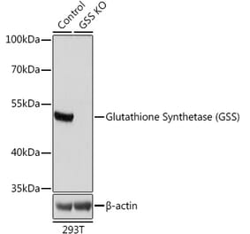 Western Blot - Anti-Glutathione Synthetase Antibody (A92968) - Antibodies.com
