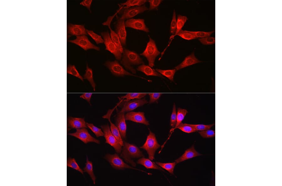 Immunofluorescence - Anti-Glutathione Synthetase Antibody (A92968) - Antibodies.com