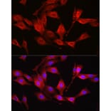 Immunofluorescence - Anti-Glutathione Synthetase Antibody (A92968) - Antibodies.com