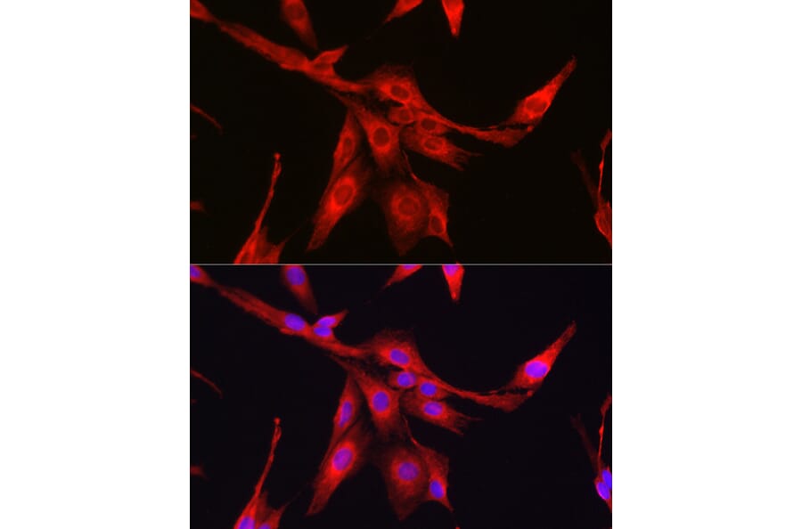 Immunofluorescence - Anti-Glutathione Synthetase Antibody (A92968) - Antibodies.com