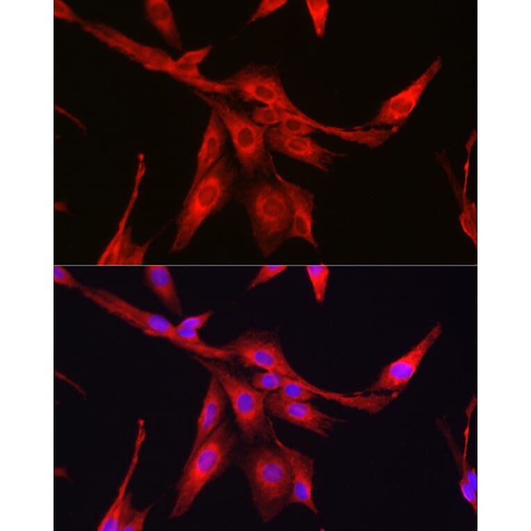 Immunofluorescence - Anti-Glutathione Synthetase Antibody (A92968) - Antibodies.com