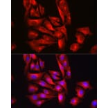 Immunofluorescence - Anti-Glutathione Synthetase Antibody (A92968) - Antibodies.com