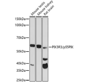 Western Blot - Anti-PI 3 Kinase p55 gamma Antibody (A92970) - Antibodies.com
